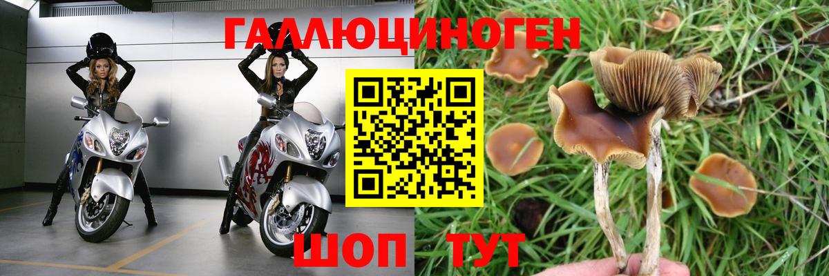 Галлюциногенные грибы Psilocybe  Вход с VPN  Шебекино 